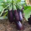 Aubergine, Eierfrucht Diamond - Solanum melongena - BIOSAMEN