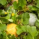 Melone, Zuckermelone Farthest North Galia Mischung -...