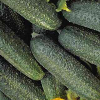 Gurke, Cornichons Fin de Meaux - Cucumis sativus - BIOSAMEN