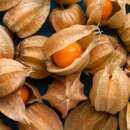 Andenbeere, Physalis Goldie - Physalis pubescens - BIOSAMEN