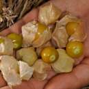 Andenbeere, Physalis Goldie - Physalis pubescens - BIOSAMEN