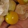 Andenbeere, Physalis Goldie - Physalis pubescens - BIOSAMEN