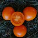 Tomate, Cherrytomate Ida Gold - Solanum Lycopersicum -...