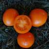 Tomate, Cherrytomate Ida Gold - Solanum Lycopersicum - BIOSAMEN