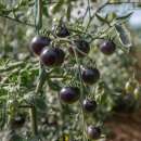 Tomate Jl Midnight Select - Solanum Lycopersicum - BIOSAMEN