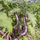Aubergine, Eierfrucht Ma-Zu Purple - Solanum melongena -...