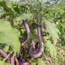 Aubergine, Eierfrucht Ma-Zu Purple - Solanum melongena - BIOSAMEN