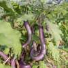 Aubergine, Eierfrucht Ma-Zu Purple - Solanum melongena - BIOSAMEN