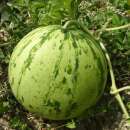 Wassermelone Navajo Winter - Citrullus lanatus - BIOSAMEN