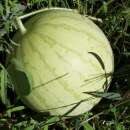 Wassermelone Navajo Winter - Citrullus lanatus - BIOSAMEN