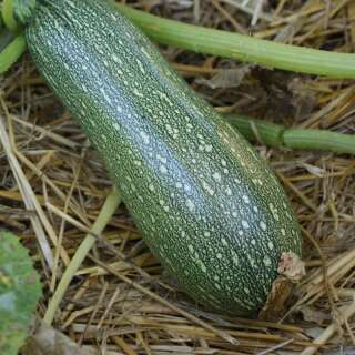 Zucchetti, Zucchini Petite Grise d’Alger - Cucurbita pepo - BIOSAMEN