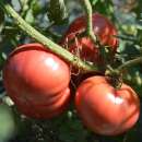 Tomate Ponderosa Pink - Solanum Lycopersicum - BIOSAMEN