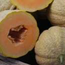 Melone, Zuckermelone Pride Of Wisconsin - Cucumis melo -...