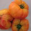 Tomate Tuxhorn - Solanum Lycopersicum - BIOSAMEN