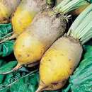 Rande, Gelbe Beete Yellow Mangel - Beta vulgaris - BIOSAMEN