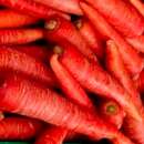 Karotte Atomic Red - Daucus carota - BIOSAMEN