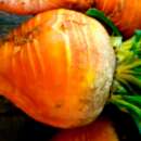 Rande, Orange Beete Golden Grex - Beta vulgaris - BIOSAMEN