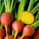 Rande, Orange Beete Touchstone Gold - Beta vulgaris -...