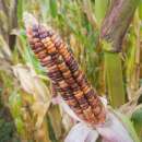 Zuckermais Arc En Ciel Inca - Zea mays - BIOSAMEN