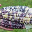 Zuckermais Arc En Ciel Inca - Zea mays - BIOSAMEN