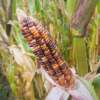 Zuckermais Arc En Ciel Inca - Zea mays - BIOSAMEN