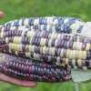 Zuckermais Arc En Ciel Inca - Zea mays - BIOSAMEN