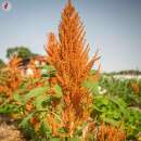 Amaranth Copperhead - Amaranthus sp. - BIOSAMEN