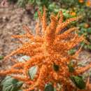 Amarante à Grains Copperhead - Amaranthus sp. -...