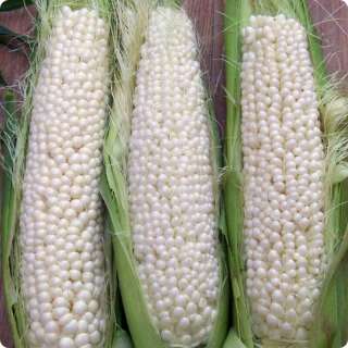 Zuckermais Country Gentleman - Zea mays - BIOSAMEN