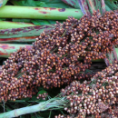 Sorghumhirse Iowa Sweet - Sorghum bicolor - BIOSAMEN