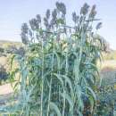 Sorghumhirse White African Sugar - Sorghum bicolor -...