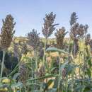 Sorghumhirse White African Sugar - Sorghum bicolor - BIOSAMEN