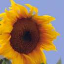 Sonnenblume Lyngs California Greystriped - Helianthus...