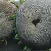 Sonnenblume Lyngs California Greystriped - Helianthus annuus - BIOSAMEN