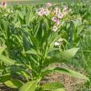 Tabak, Rauchtabak Adiyaman - Nicotiana tabacum - BIOSAMEN