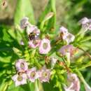 Tabak, Rauchtabak Adiyaman - Nicotiana tabacum - BIOSAMEN