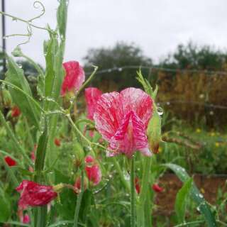 Wicke, Duftwicke America - Lathyrus odoratus - BIOSAMEN