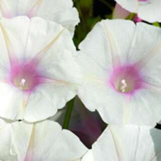 Winde, Purpur-Prunkwinde Dolce Vita - Ipomoea purpurea -...