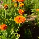 Ringelblume Erfurter - Calendula officinalis - BIOSAMEN