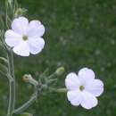 Tabak, Rauchtabak Mingkulpa - Nicotiana gossei - BIOSAMEN