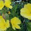 Nachtkerze, gelb - Oenothera elata - BIOSAMEN