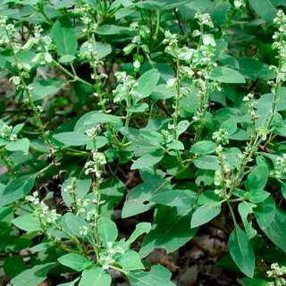 Basilikum, Peruanisches Basilikum - Ocimum campechianum -...