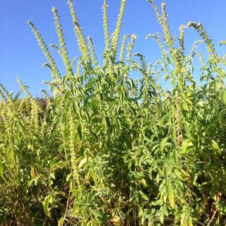 Basilikum, Tulsis aus Sambia Mischung - Ocimum canum - BIOSAMEN