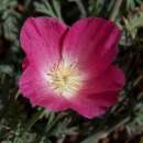 Kalifornischer Mohn Purple Gleam - Eschscholzia californica - BIOSAMEN