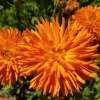 Ringelblume Radio - Calendula officinalis - BIOSAMEN