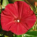 Winde, Purpur-Prunkwinde Scarlet O’Hara - Ipomoea purpurea - BIOSAMEN