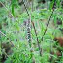 Minze, japanische - Schizonepeta tenuifolia - BIOSAMEN