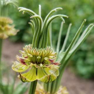 Jungfer im Grünen Transformer - Nigella orientalis - BIOSAMEN