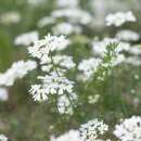 Strahlen-Breitsame, Gross-Strahldolde White Finch - Orlaya grandiflora - BIOSAMEN