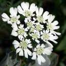 Strahlen-Breitsame, Gross-Strahldolde White Finch - Orlaya grandiflora - BIOSAMEN